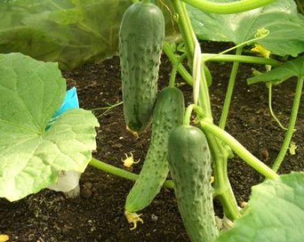 Characteristics and description of the variety of Zozulya cucumbers, their yield