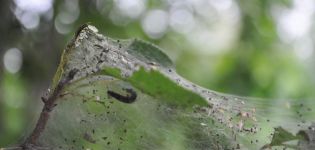 Apa yang perlu dilakukan jika daun di pokok epal ditutup dengan jaring laba-laba, cara melawan dan cara memprosesnya