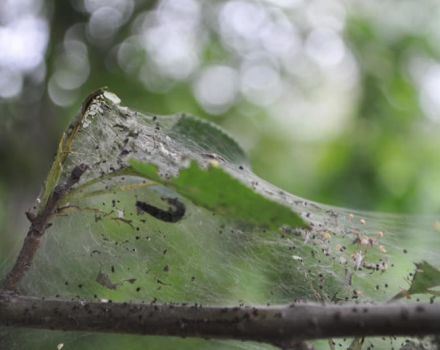 Qué hacer si las hojas están cubiertas de telarañas en el manzano, cómo tratarlas y cómo tratarlas.