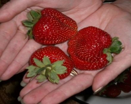 Description et caractéristiques des variétés de fraises Marmelade, culture et reproduction