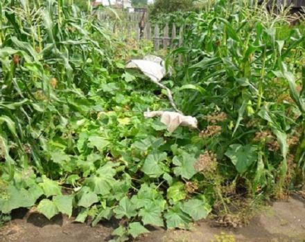 Bagaimana menanam timun dengan jagung di tanah terbuka, adakah mungkin?