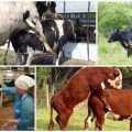 Best age for mating cows and possible insemination problems