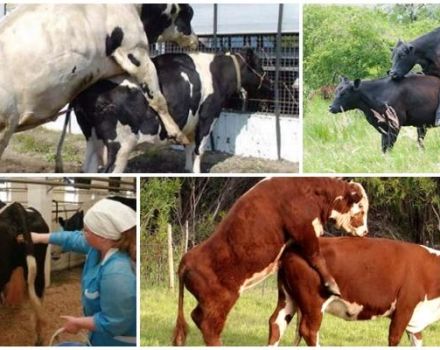 Meilleur âge des vaches pour s'accoupler et problèmes d'insémination possibles