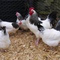 What are chickens crosses, classification and description of the best breeds