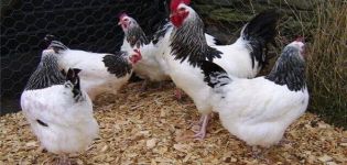 Que sont les croisements de poulets, la classification et la description des meilleures races