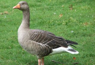 ¿Cuántos días crecen los patos hasta el matadero y una tabla de rendimiento de carne a partir del peso vivo?