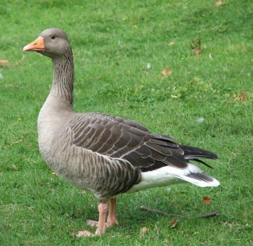 Kuinka monta päivää ankat kasvavat teurastukseen ja taulukko lihasta sadosta elopainosta