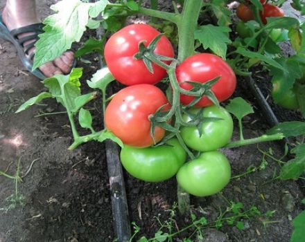 Paglalarawan ng iba't ibang kamatis na may kulay rosas na laman