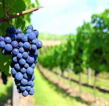 Description of wine grape varieties, which is best for home use