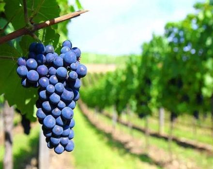 Description of wine grape varieties, which is best for home use