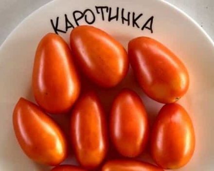 Description de la variété de tomate Karotinka, sa culture et ses soins