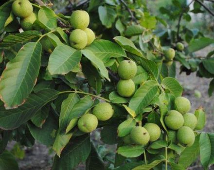 Descripción y características de la variedad, cultivo y cuidado de la nuez Ideal