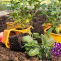 Selección de variedades de verbena, cultivo, plantación y cuidado en campo abierto.