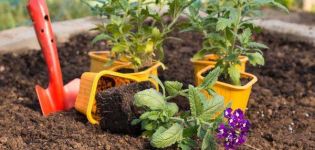 Selección de variedades de verbena, cultivo, plantación y cuidado en campo abierto.