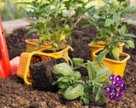 Selección de variedades de verbena, cultivo, plantación y cuidado en campo abierto.