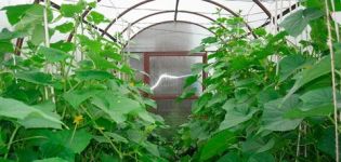 How to properly form cucumbers into one stem in a greenhouse in stages