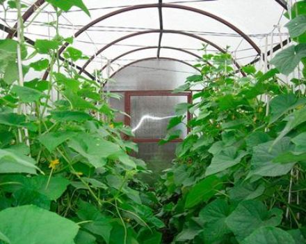 How to properly form cucumbers into one stem in a greenhouse in stages