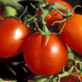 Apa jenis tomato yang paling sesuai untuk wilayah Moscow