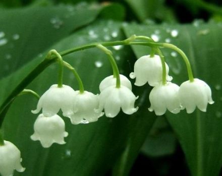 Planting and caring for lilies of the valley in the open field, types and varieties