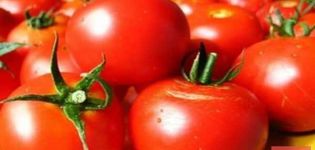 Description of the Gunin tomato variety, yield, cultivation features