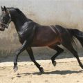 Description de la race de cheval d'équitation russe et règles d'entretien