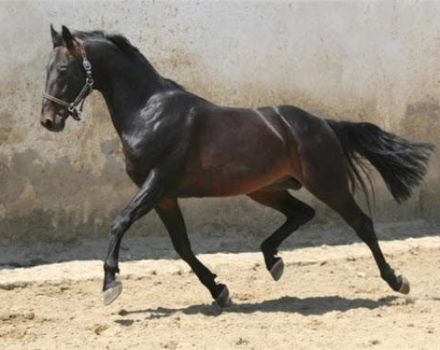 Descripción de la raza de caballos rusos y las reglas de mantenimiento.