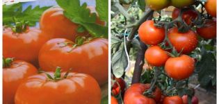 Description of the Mona Lisa tomato variety and its characteristics