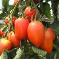 Caractéristiques et description de la variété de tomate Cream, son rendement