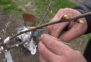 How to properly plant cherries in the summer with young green eyelids, methods, timing and care