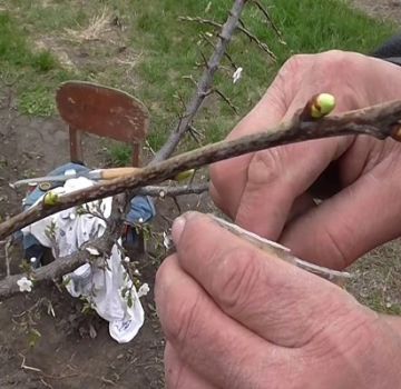 Cómo plantar cerezas en el verano con párpados verdes jóvenes, métodos, tiempos y cuidados.