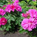 Description of the best varieties of wrinkled roses, reproduction, planting and care