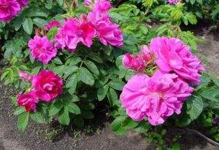 Description of the best varieties of wrinkled roses, reproduction, planting and care