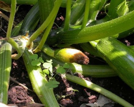 Por qué el calabacín se pudre en el jardín: qué hacer, mejor procesar