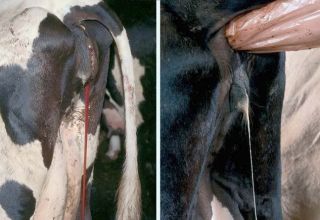 Causes of bleeding in cows and what to do, prevention