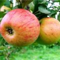 Description of the variety of apple trees Medunitsa and its rootstocks, features of planting, cultivation and care