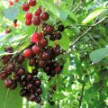 Caractéristiques distinctives des hybrides de cassis et de cerisier, plantation et entretien, reproduction