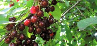 Caractéristiques distinctives des hybrides de cassis et de cerisier, plantation et entretien, reproduction