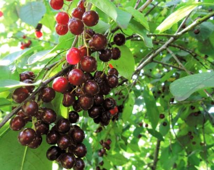 Distinctive features of currant and cherry hybrids, planting and care, reproduction