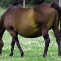 Combien de mois une cheval enceinte marche-t-elle et comment se déroule l'accouchement?