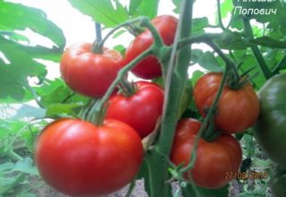 Caractéristiques et description de la variété de tomate Alyosha Popovich, son rendement