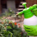 How to feed cucumbers by spraying milk with iodine