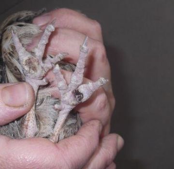 Causas de crecimientos en las patas de los pollos, tratamiento con medicamentos y remedios caseros.