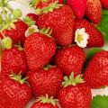 Descripción y reparación de fresas Ostara, plantación y cuidado.