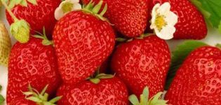 Description et fraises remontantes de la variété Ostara, plantation et entretien