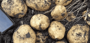 Description of the Adretta potato variety, its cultivation and care