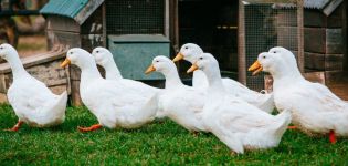 Cuánto pesa un pato en promedio, una tabla de indicadores por día y factores que influyen