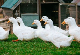 How much does a duck weigh on average, a table of indicators by day and influencing factors