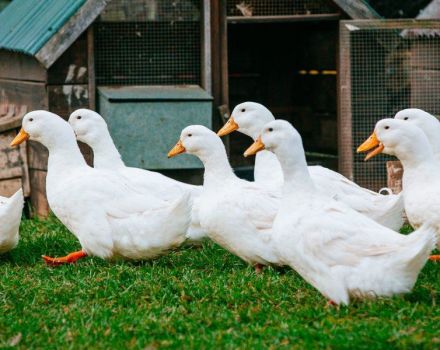 Combien pèse un canard en moyenne, un tableau des indicateurs par jour et des facteurs d'influence