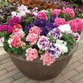 Description of varieties of terry petunia, planting, growing and care