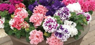 Description des variétés de pétunia en éponge, plantation, culture et entretien